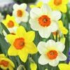 Large Cupped Daffodil Mix -Plant Sale Store daffodillargecuppedmix6