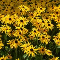 Deam's Black Eyed Susan -Plant Sale Store deams black eyed susan rudbeckia fulgida var deamii garden flowers