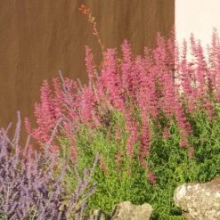 Desert Sunrise® Agastache -Plant Sale Store desert sunrise agastache rock garden