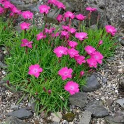 Kahori Pink® Dianthus -Plant Sale Store dianthus kahor pink