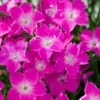Kahori Pink® Dianthus -Plant Sale Store dianthus kahori close up