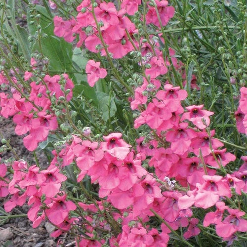 Coral Canyon® Twinspur (Diascia) 4 Coral Canyon® Twinspur (Diascia) - Image 2