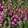 Spanish Peaks® Foxglove -Plant Sale Store digitalis thapsi pat.hayward plant select cropped