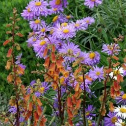 Sunset Foxglove -Plant Sale Store digitalis ocscura with aster cropped