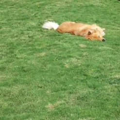 Dog Tuff™ Grass Plugs -Plant Sale Store dog tuff grass hblb870 with dog