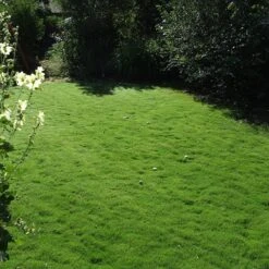 Dog Tuff™ Grass Plugs -Plant Sale Store dog tuff grass plug lawn