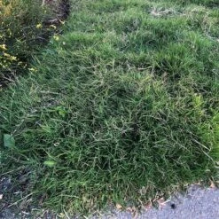 Dog Tuff™ Grass Plugs -Plant Sale Store dog tuff grass plugs close