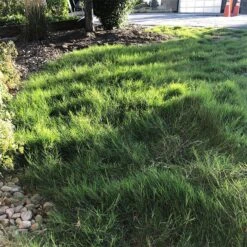 Dog Tuff™ Grass Plugs -Plant Sale Store dog tuff grass plugs dog friendly grass