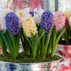 Plant Sale Store -Plant Sale Store easter joy hyacinth mix indoor pot