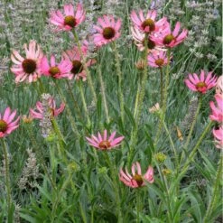 Rocky Top Echinacea -Plant Sale Store echinacea tennessensis rocky top web