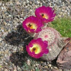 Rainbow Hedgehog Cactus -Plant Sale Store echinocereus rigidissimus rainbow hedgehog cactus