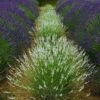 Edelweiss Lavender -Plant Sale Store edelweiss lavender garden meadow 1