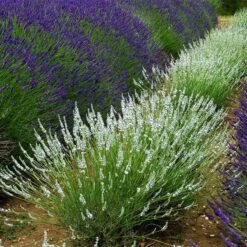 Edelweiss Lavender -Plant Sale Store edelweiss lavender pale lavender spikes 1