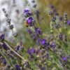 Buena Vista English Lavender -Plant Sale Store emmis oure lavandula buena vista flower