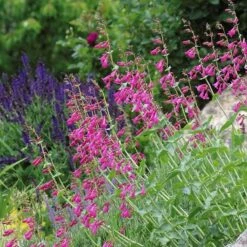 Coconino County Desert Penstemon -Plant Sale Store emmis oure penstemon coconino county 3 cropped 1