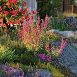 Coconino County Desert Penstemon -Plant Sale Store emmis oure penstemon coconino county 6 cropped 1