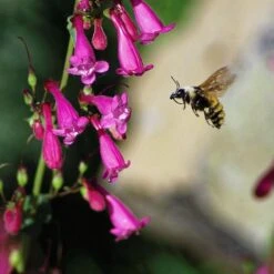 Coconino County Desert Penstemon -Plant Sale Store emmis oure penstemon coconino county with bee cropped 1