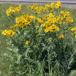 Engelmann's Daisy (Engelmannia) -Plant Sale Store engelmannia texas roadway pgh 1