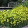 Kannah Creek® Sulphur Buckwheat -Plant Sale Store eriogonum umbellatum kanah creek 5