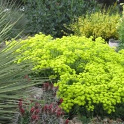 Kannah Creek® Sulphur Buckwheat -Plant Sale Store eriogonum umbellatum kendrick lake lakewood co 1