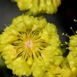 Kannah Creek® Sulphur Buckwheat -Plant Sale Store eriogonum umbellatum sulphurflower buckwheat 1