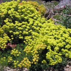 Kannah Creek® Sulphur Buckwheat -Plant Sale Store eriogonum umbellatum v aureum kanah creek 49695 1
