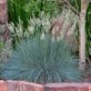 Siskiyou Blue Fescue Grass -Plant Sale Store festuca idahoensis siskiyou blue 4