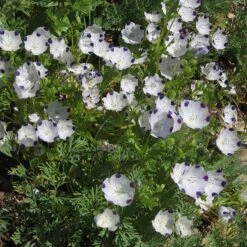 Plant Sale Store -Plant Sale Store five spot