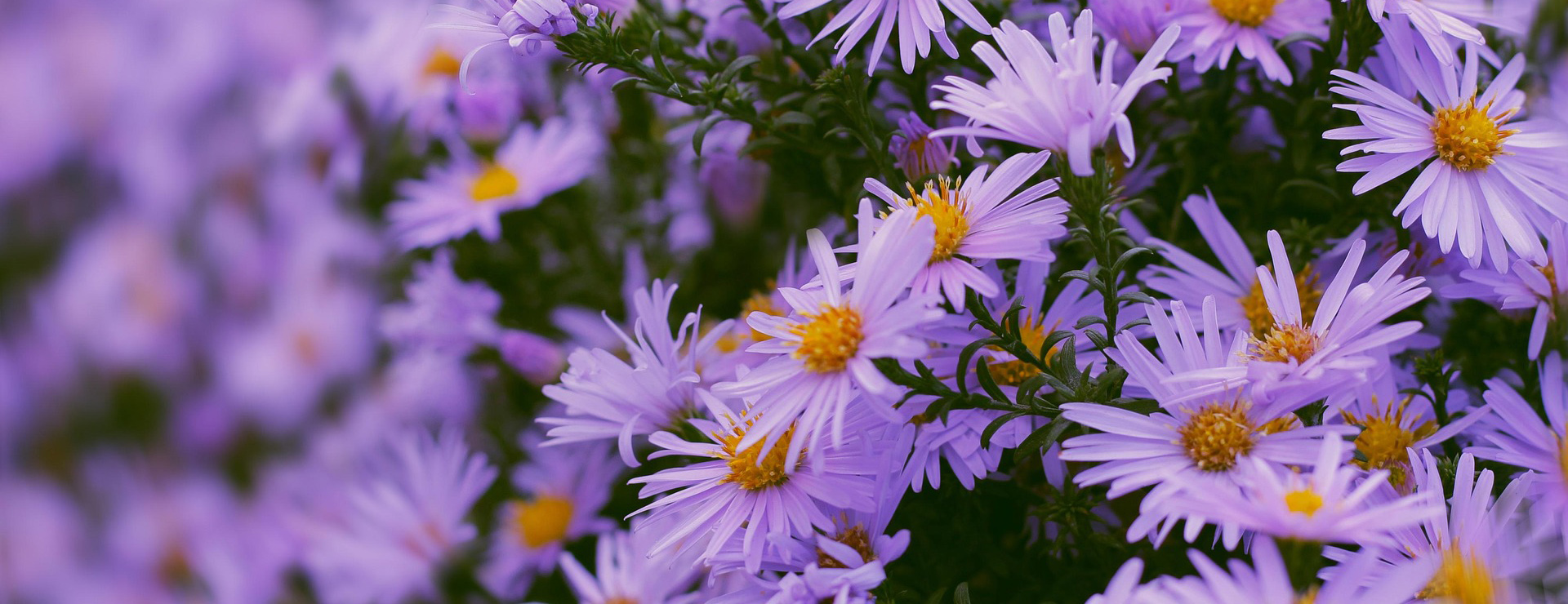 Plant Sale Store -Plant Sale Store flowers 4549083 1920