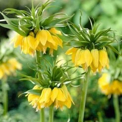Yellow Crown Imperial -Plant Sale Store fritillariayellow1 1