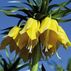 Yellow Crown Imperial -Plant Sale Store fritillariayellow 1