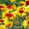 Amber Wheels Gaillardia -Plant Sale Store gaillardia aristida amber wheels 3