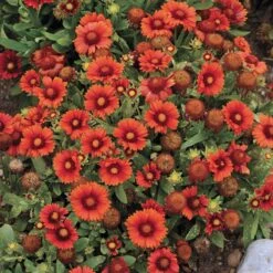 Arizona Red Shades Gaillardia -Plant Sale Store gaillardia arizona red shades flowers