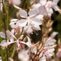 Snow Fountain Gaura 9 Snow Fountain Gaura -Plant Sale Store gaura lindheimeri snowfountain bloom