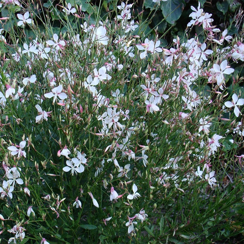 Snow Fountain Gaura 3 Snow Fountain Gaura