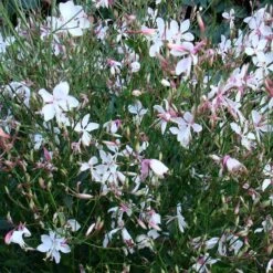 Snow Fountain Gaura 8 Snow Fountain Gaura -Plant Sale Store gaura snow fountain plant haven