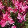 Whiskers Deep Rose Gaura 2 Whiskers Deep Rose Gaura -Plant Sale Store gaura whiskers deep rose 2 1