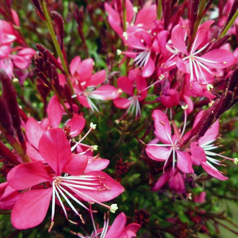 Whiskers Deep Rose Gaura 3 Whiskers Deep Rose Gaura