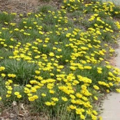 Colorado Gold® Gazania -Plant Sale Store gazania linearis colorado gold treassure gold flower