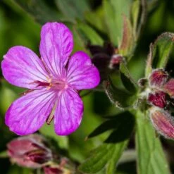 Sticky Geranium -Plant Sale Store geranium viscosissimum 3