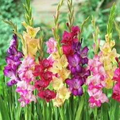 Rainbow Gladiolus Mix -Plant Sale Store gladiolusmix3 1
