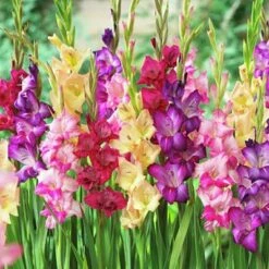 Rainbow Gladiolus Mix -Plant Sale Store gladiolusmix4 1