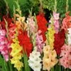 Rainbow Gladiolus Mix -Plant Sale Store gladiolusmix5 1