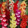 Parrot Gladiolus Mix -Plant Sale Store gladiolusparrotmix1 1