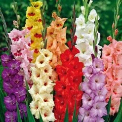 Rainbow Gladiolus Mix -Plant Sale Store gladiolusrainbowmix 3