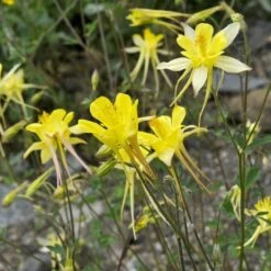 Golden Spur Columbine -Plant Sale Store golden spur columbine aquilegia