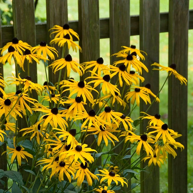 Goldsturm Black Eyed Susan 7 Goldsturm Black Eyed Susan - Image 5