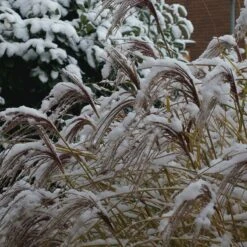 Gracillimus Miscanthus Grass -Plant Sale Store gracillimus miscanthus grass