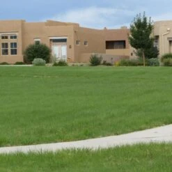 Plant Sale Store -Plant Sale Store hachita grama lawn 27056 1