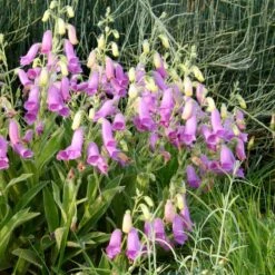 Spanish Peaks® Foxglove -Plant Sale Store hblvz51 digitalis thapsi spanish peaks 2